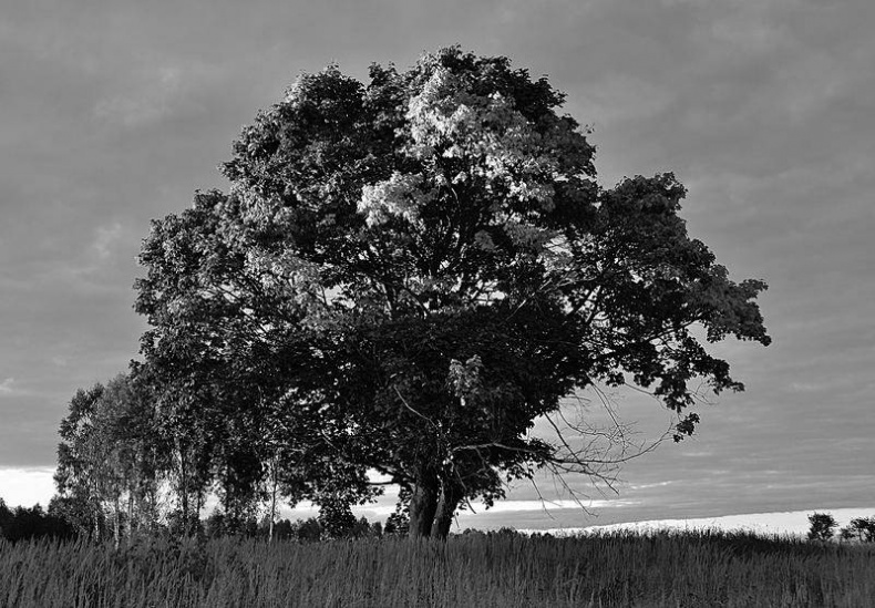 Иллюстрация к книге — Вокруг света [i_083.jpg]