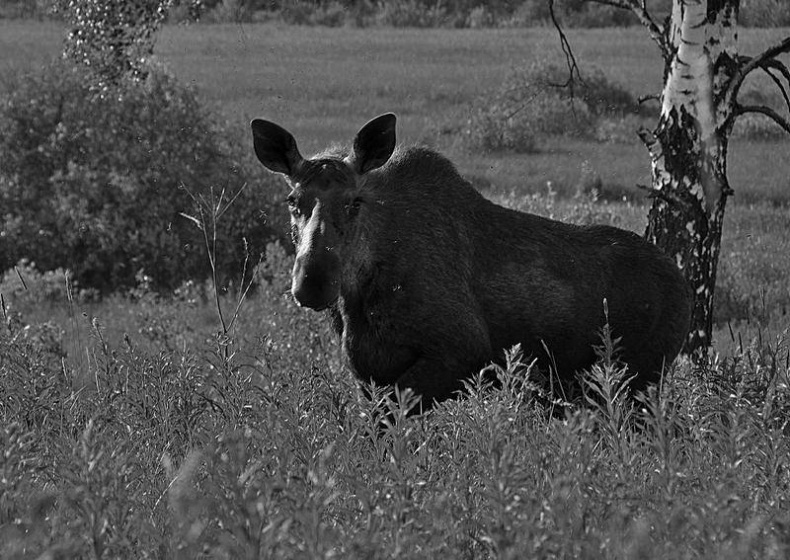 Иллюстрация к книге — Вокруг света [i_085.jpg]