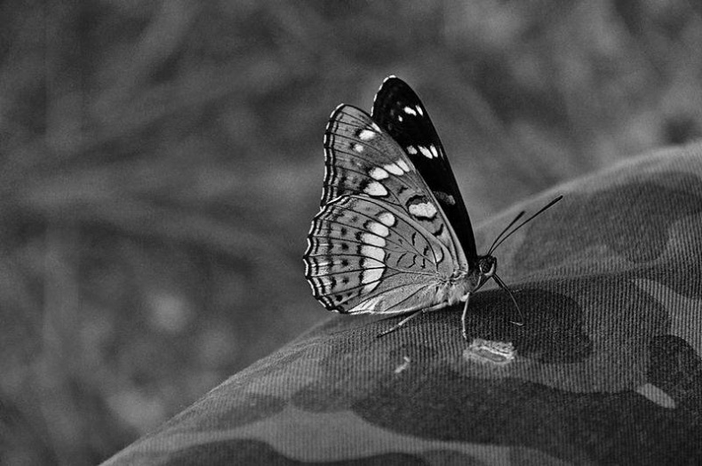 Иллюстрация к книге — Вокруг света [i_102.jpg]