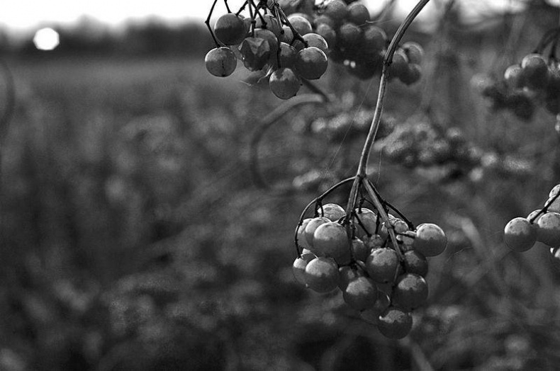 Иллюстрация к книге — Вокруг света [i_114.jpg]