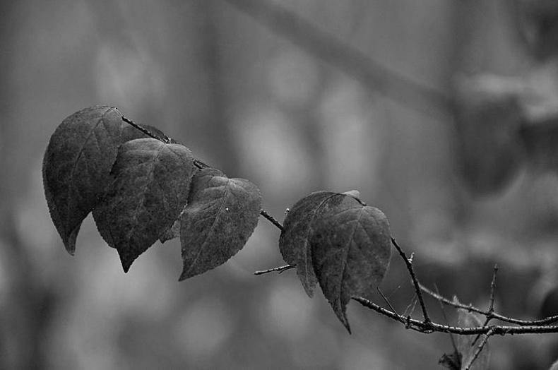 Иллюстрация к книге — Вокруг света [i_119.jpg]