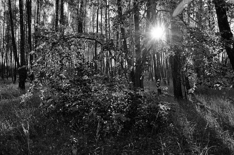 Иллюстрация к книге — Вокруг света [i_120.jpg]