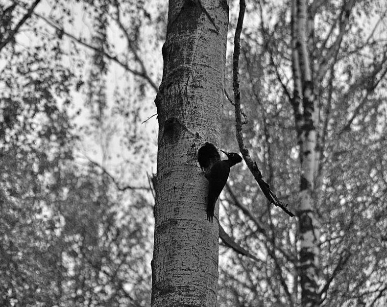 Иллюстрация к книге — Вокруг света [i_121.jpg]