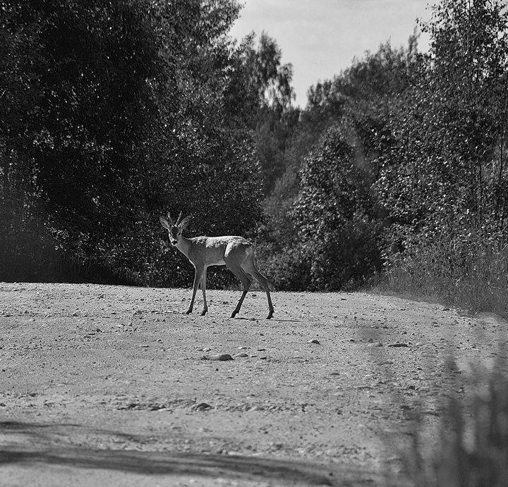 Иллюстрация к книге — Вокруг света [i_154.jpg]