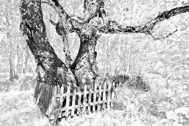 Иллюстрация к книге — Вилы [i_142.jpg]