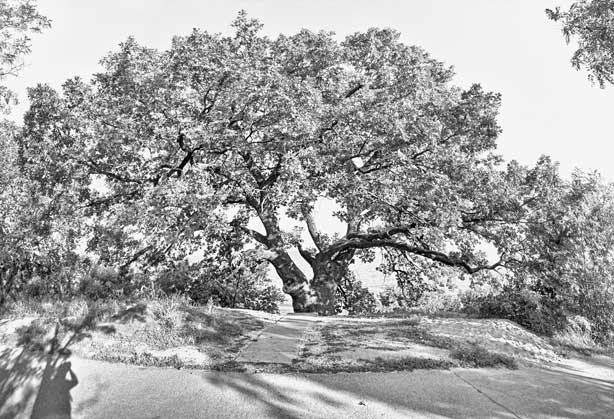 Иллюстрация к книге — Вилы [i_172.jpg]