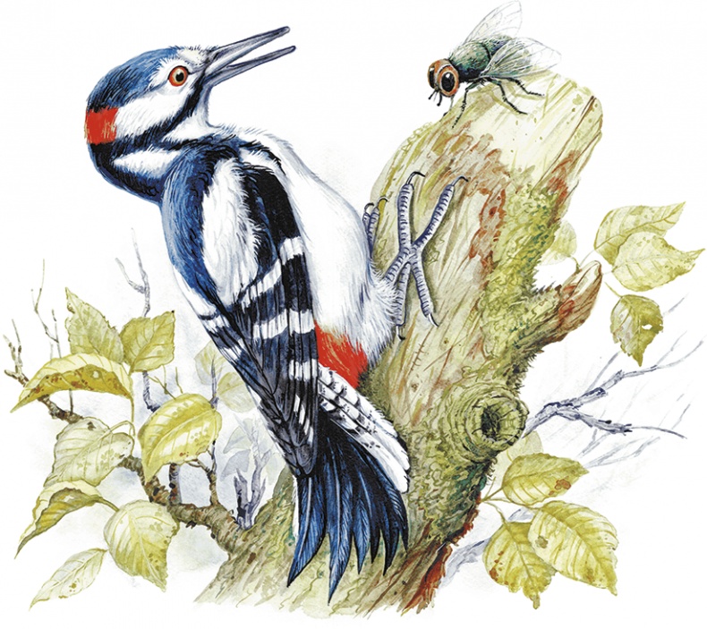 Иллюстрация к книге — Приключение Муравьишки (сборник) [i_015.jpg]