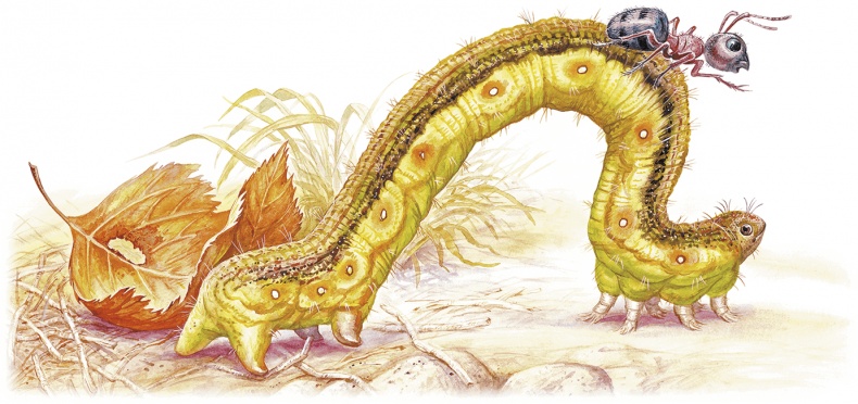 Иллюстрация к книге — Приключение Муравьишки (сборник) [i_020.jpg]