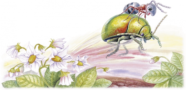 Иллюстрация к книге — Приключение Муравьишки (сборник) [i_023.jpg]