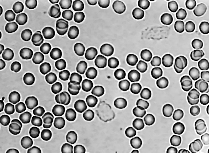 Иллюстрация к книге — Пациент Разумный. Ловушки "врачебной" диагностики, о которых должен знать каждый [i_010.jpg]