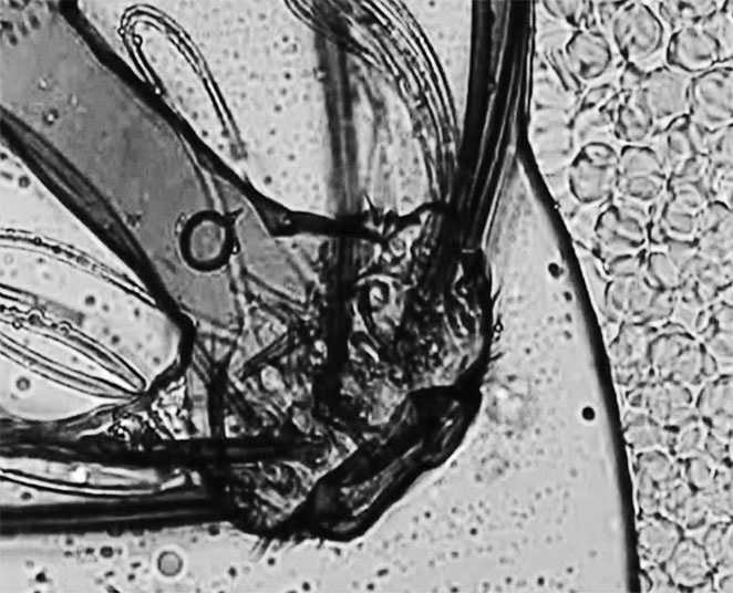 Иллюстрация к книге — Пациент Разумный. Ловушки "врачебной" диагностики, о которых должен знать каждый [i_012.jpg]