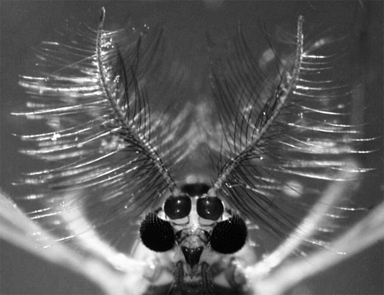 Иллюстрация к книге — Пациент Разумный. Ловушки "врачебной" диагностики, о которых должен знать каждый [i_013.jpg]