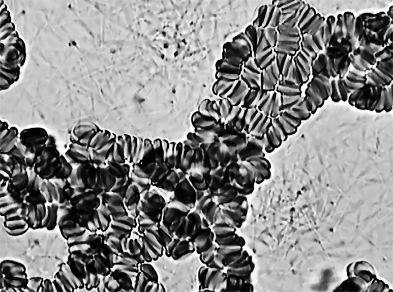 Иллюстрация к книге — Пациент Разумный. Ловушки "врачебной" диагностики, о которых должен знать каждый [i_019.jpg]