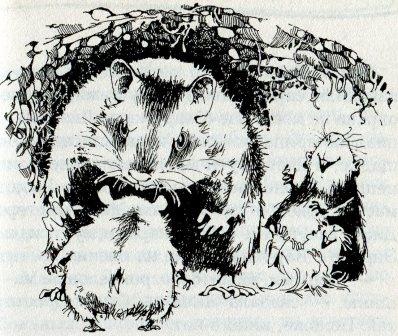 Иллюстрация к книге — Хомяк Фредди. Операция "Х" [i_013.jpg]