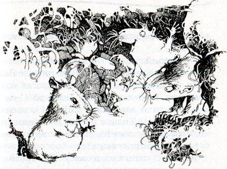 Иллюстрация к книге — Хомяк Фредди. Операция "Х" [i_017.jpg]