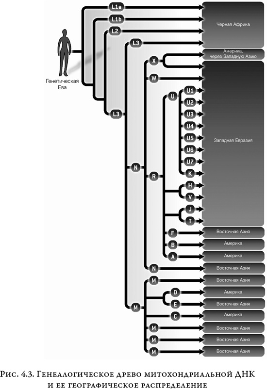 Иллюстрация к книге — На заре человечества. Неизвестная история наших предков [i_006.jpg]