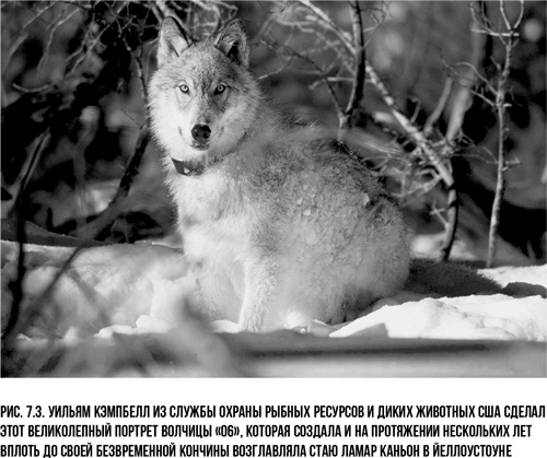 Иллюстрация к книге — Захватчики: Люди и собаки против неандертальцев [i_008.jpg]