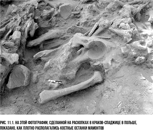 Иллюстрация к книге — Захватчики: Люди и собаки против неандертальцев [i_017.jpg]