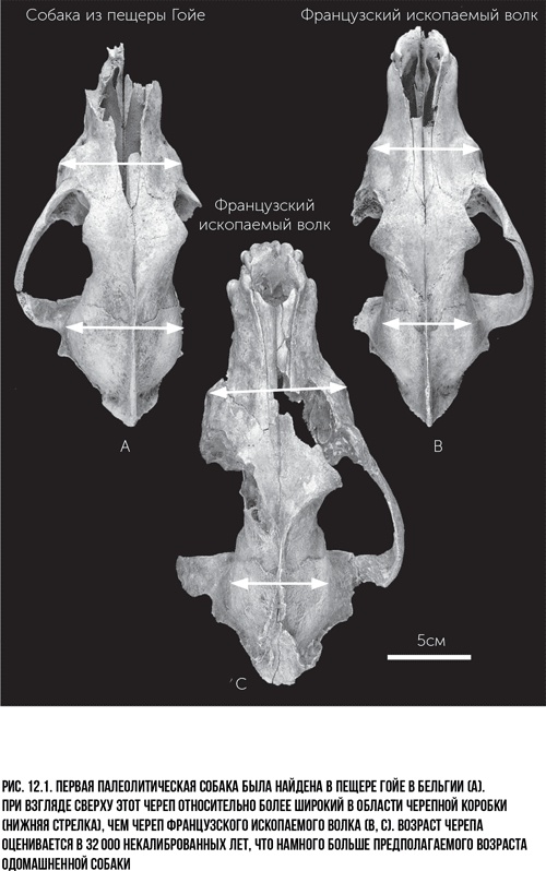 Иллюстрация к книге — Захватчики: Люди и собаки против неандертальцев [i_020.jpg]