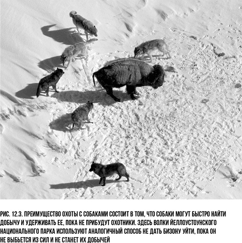 Иллюстрация к книге — Захватчики: Люди и собаки против неандертальцев [i_022.jpg]