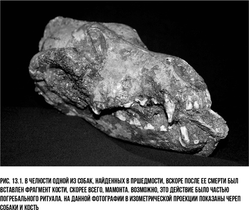 Иллюстрация к книге — Захватчики: Люди и собаки против неандертальцев [i_024.jpg]