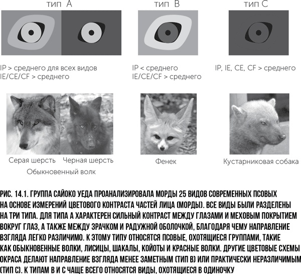 Иллюстрация к книге — Захватчики: Люди и собаки против неандертальцев [i_025.jpg]