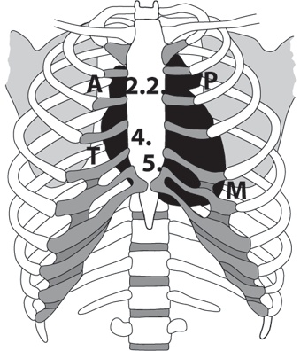 Иллюстрация к книге — Тук-тук, сердце! Как подружиться с самым неутомимым органом и что будет, если этого не сделать [i_003.jpg]