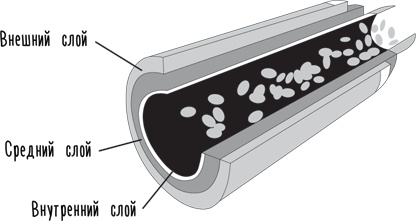 Иллюстрация к книге — Тук-тук, сердце! Как подружиться с самым неутомимым органом и что будет, если этого не сделать [i_004.jpg]