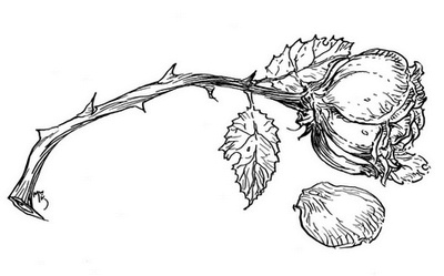 Иллюстрация к книге — Сказки сироты: Города монет и пряностей [i_005.jpg]