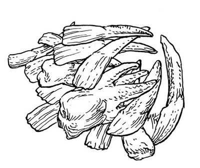 Иллюстрация к книге — Сказки сироты: Города монет и пряностей [i_007.jpg]