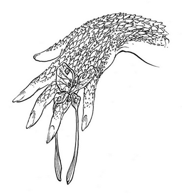 Иллюстрация к книге — Сказки сироты: Города монет и пряностей [i_052.jpg]