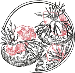 Иллюстрация к книге — Кухня по правилам и без. Что нужно знать, чтобы начать экспериментировать [i_024.jpg]