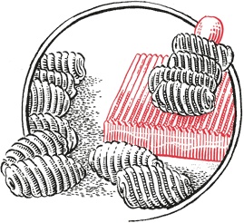 Иллюстрация к книге — Кухня по правилам и без. Что нужно знать, чтобы начать экспериментировать [i_030.jpg]