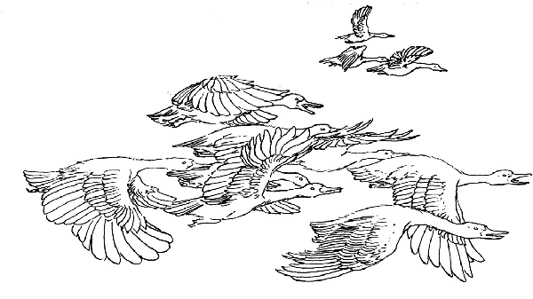 Иллюстрация к книге — В ночном саду [i_008.jpg]