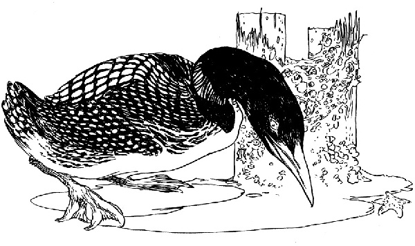 Иллюстрация к книге — В ночном саду [i_025.jpg]