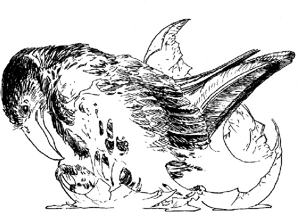 Иллюстрация к книге — В ночном саду [i_036.jpg]