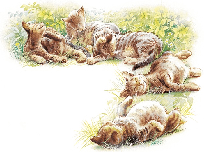 Иллюстрация к книге — Маруся спешит на помощь. Кошечка. Воробей (сборник) [i_007.jpg]