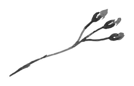 Иллюстрация к книге — Время желаний [i_030.jpg]