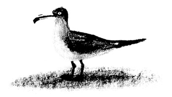 Иллюстрация к книге — Дети ворона [i_011.jpg]