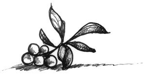 Иллюстрация к книге — Мальчик по имени Рождество [lingonberry.jpg]