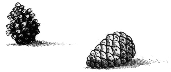 Иллюстрация к книге — Мальчик по имени Рождество [pinecones.jpg]