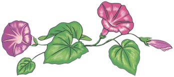 Иллюстрация к книге — Колдунья Варя летит на урагане! [i_013.jpg]