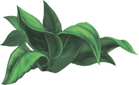 Иллюстрация к книге — Колдунья Варя летит на урагане! [i_042.jpg]