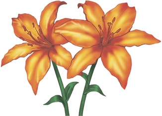 Иллюстрация к книге — Колдунья Варя летит на урагане! [i_063.jpg]