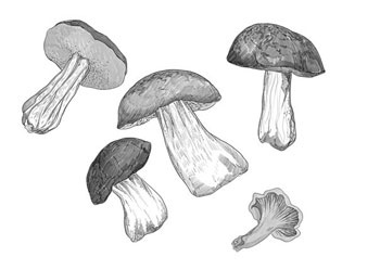 Иллюстрация к книге — Шифры и квесты: таинственные истории в логических загадках [i_072.jpg]