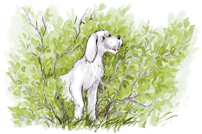 Иллюстрация к книге — Людмилка и Тим в сказочном саду [i_037.jpg]