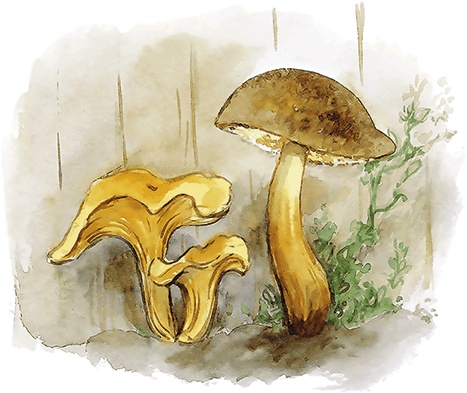 Иллюстрация к книге — Людмилка и Тим в сказочном саду [i_073.jpg]