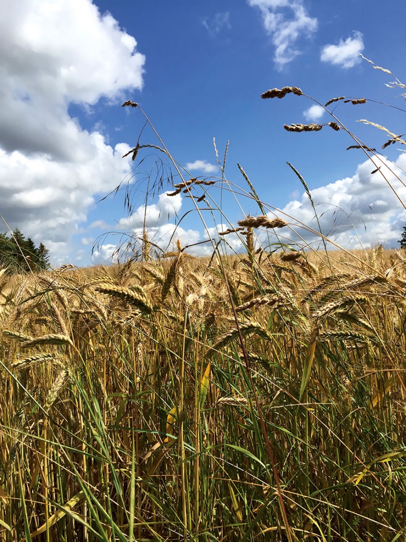 Иллюстрация к книге — Hygge. Секрет датского счастья [i_142.jpg]