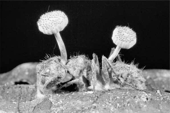 Иллюстрация к книге — Загадки цивилизаций [i_036.jpg]