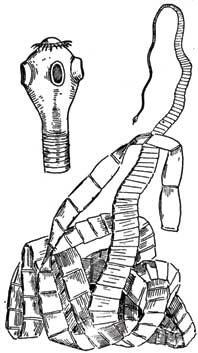 Иллюстрация к книге — Загадки цивилизаций [i_044.jpg]